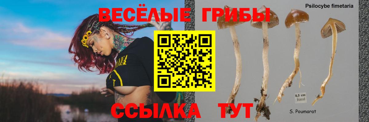 Советск  Псилоцибиновые грибы Psilocybine cubensis  Вход с VPN  Псилоцибиновые грибы Cubensis 